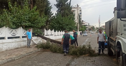 SAĞANAK YAĞIŞA DAYANAMAYAN AĞAÇ DEVRİLDİ