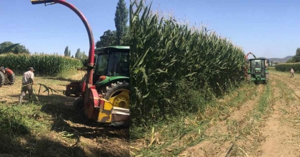 SARIGÖL'DE SİLAJLIK YEM YAPIMINA BAŞLANDI 
