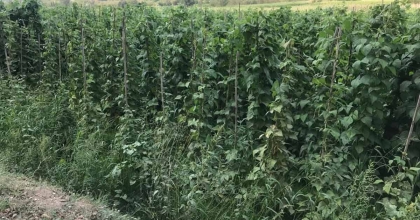 SEBZE MEYVE ÜRETİMİNDE GÜZ BEREKETİ 