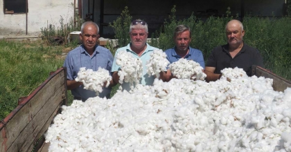 SÖKE ZİRAAT ODASI PAMUKTA FİYAT BEKLENTİSİNİ AÇIKLADI 