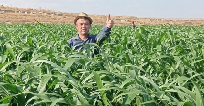 SORGUM SUDAN OTU MELEZİ HASADI YAPILDI