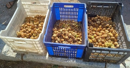 SULTANHİSAR’DA İNCİR HIRSIZI YAKALANDI  