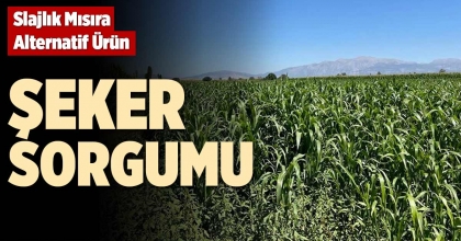 SLAJLIK MISIRA ALTERNATİF ÜRÜN