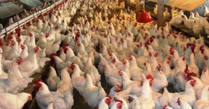 TAVUK VE SÜT ÜRETİMİNDE DÜŞÜŞ VAR