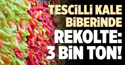 TESCİLLİ KALE BİBERİNDE REKOLTE: 3 BİN TON!