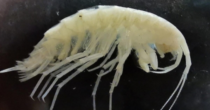 TÜRKİYE’NİN EN DERİN 3’ÜNCÜ MAĞARASINDA YENİ BİR 'YANGIÇ' TÜRÜ KEŞFEDİLDİ  