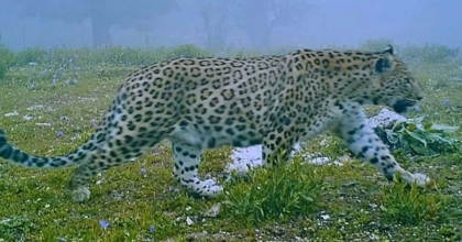 YILLARDIR SÜREN ÇALIŞMALAR SONUÇ VERDİ, ANADOLU PARSI GÖRÜNTÜLENDİ  