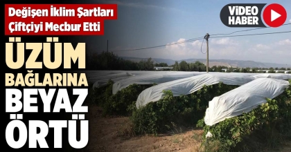 ÜZÜMLER BRANDA ÖRTÜLERLE KORUMA ALTINA ALINDI