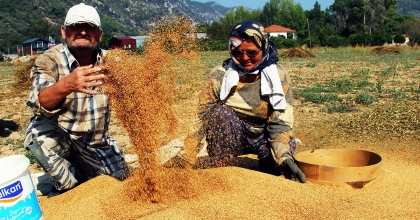 'ALTIN SUSAM' HASADI BAŞLADI: EN BÜYÜK PAZAR JAPONYA