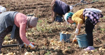 40 BİN DEKAR ALANDA EKİLEN PATATESTE HASADIN SONUNA GELİNDİ