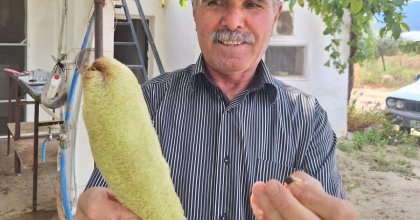 LİF KABAĞI BEREKETİ