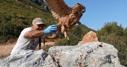 TEDAVİSİ TAMAMLANAN BAYKUŞ ÖZGÜRLÜĞE UÇTU