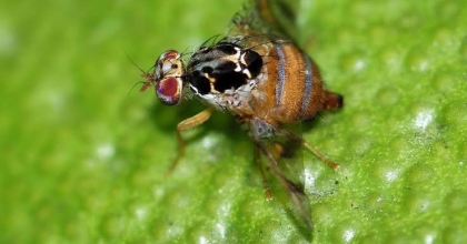 TUZAK SAYIMLARINA BAŞLANDI