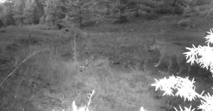 ANNE VE YAVRU KURT FOTOKAPANA YAKALANDI