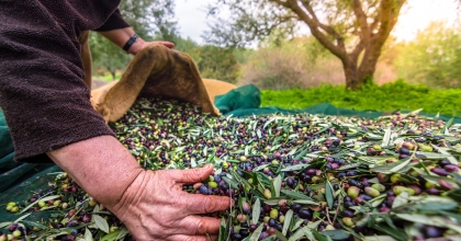 SOFRALIK ZEYTİN İHRACATI 100 BİN TONU AŞTI