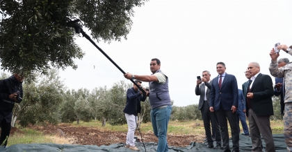 2. ZEYTİN HASAT ŞENLİĞİ DÜZENLENDİ