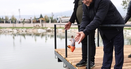 YEDİGÖLLER'E KOİ BALIĞI BIRAKILDI