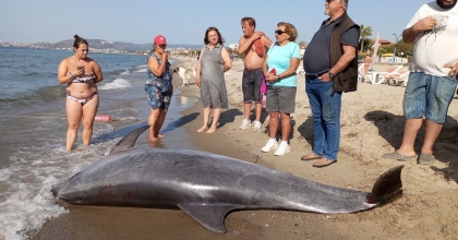 SU YÜZEYİNDE ADALİNA TÜRÜ YUNUS BULUNDU