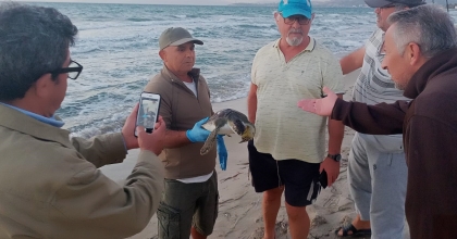 ÜÇ YEŞİL DENİZ KAPLUMBAĞASI ÖLÜ BULUNDU