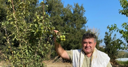 ARMUT AĞACI İKİNCİ KEZ MEYVE VERDİ