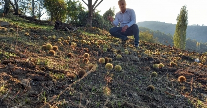 KESTANE HASADINA BAŞLANDI