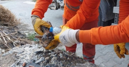 İŞÇİLERİN DİKKATİ KEDİYİ KURTARDI