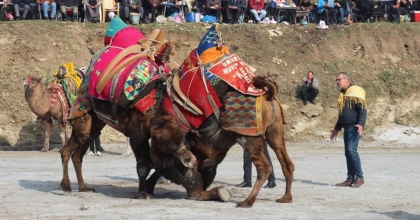 AYDIN’DA DEVE GÜREŞİ SEZONU BAŞLIYOR