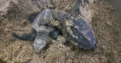 CARETTA CARETTALAR AYDIN’I SEVDİ