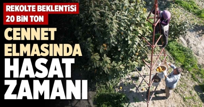 CENNET ELMASINDA HASAT ZAMANI