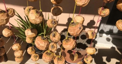 CENNET HURMALARI KIŞA HAZIRLANIYOR