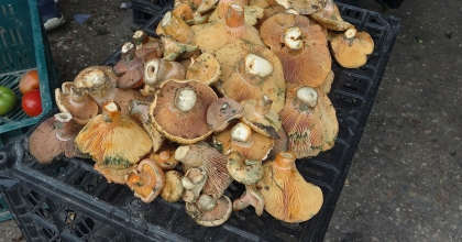 ÇINTARLAR PAZAR TEZGAHLARINDA YERİNİ ALDI