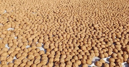 DİNAR’DA CEVİZ HASADI BAŞLADI