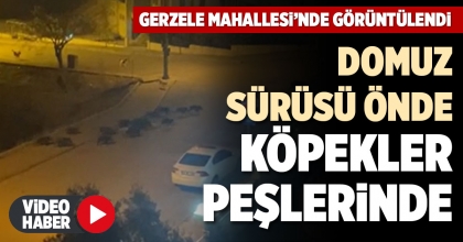 DOMUZ SÜRÜSÜ ÖNDE KÖPEKLER PEŞLERİNDE