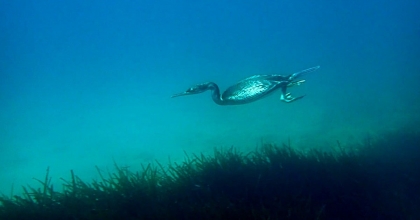 EKODOSD’TAN AMATÖR BALIKÇILARA “DİKKAT” ÇAĞRISI