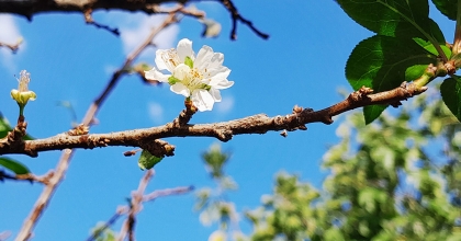 ERİK MEVSİMLERİ ŞAŞIRDI