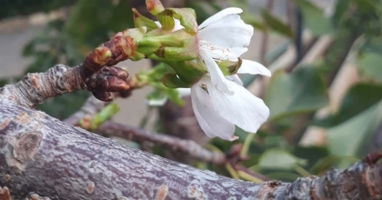ERİKTEN SONRA KİRAZ AĞACI DA ÇİÇEK AÇTI