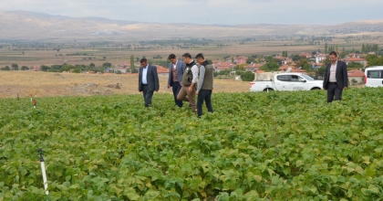 FASULYE HASADI BU YIL 16 BİN TON OLARAK GERÇEKLEŞTİ