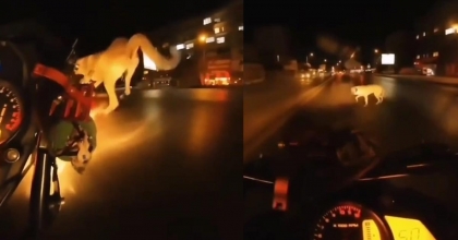 KADIN MOTOSİKLET SÜRÜCÜSÜ SOKAK KÖPEĞİNE ÇARPTI