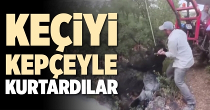 KEÇİYİ KEPÇEYLE KURTARDILAR