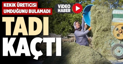 KEKİK ÜRETİCİSİ UMDUĞUNU BULAMADI