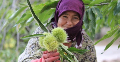 KESTANEDE HASTALIĞA DAYANIKLI AĞAÇ ÇEŞİTLERİ, ÜRETİCİLERE UMUT OLACAK  