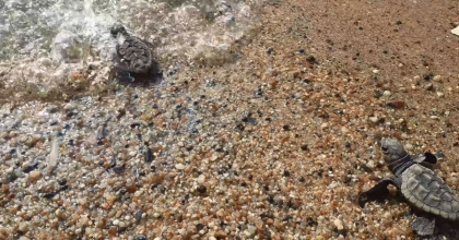 KUŞADASI VE DİDİM’DE 502 KAPLUMBAĞA YAVRUSU DENİZLE BULUŞTURULDU