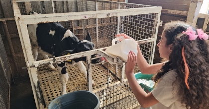 KUYUCAKLI ÇOCUKLAR BUZAĞILARI BİBERONLA BESLEDİ