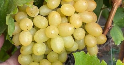 MANİSA'DA ÜZÜM HASADI ÖRTÜ ALTI BAĞLARDA DEVAM EDİYOR  