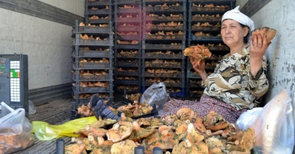 MİLAS’TA ÇINTAR MEVSİMİ BAŞLADI, KİLOSU 150 TL'DEN SATILIYOR