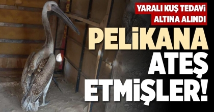 PELİKANA ATEŞ ETMİŞLER!