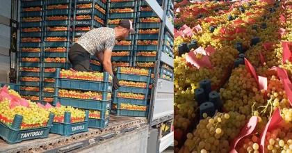 SARIGÖL'DEN GÜNDE 5 TIR ÜZÜM İHRAÇ EDİLİYOR  
