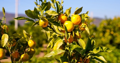 SATSUMA MANDALİNASINDA HASAT DÖNEMİ BAŞLADI