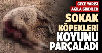 SOKAK KÖPEKLERİ KOYUNU PARÇALADI