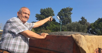 SÖKE OVASI'NDA AYÇİÇEĞİ HASADI BAŞLADI